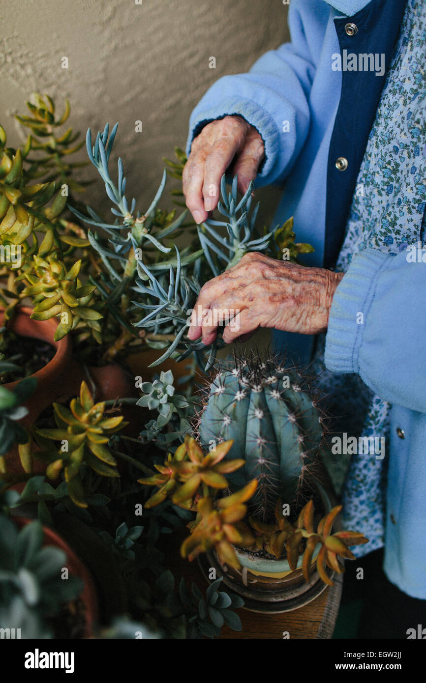 Ältere Frau tendenziell Kaktus. Stockfoto