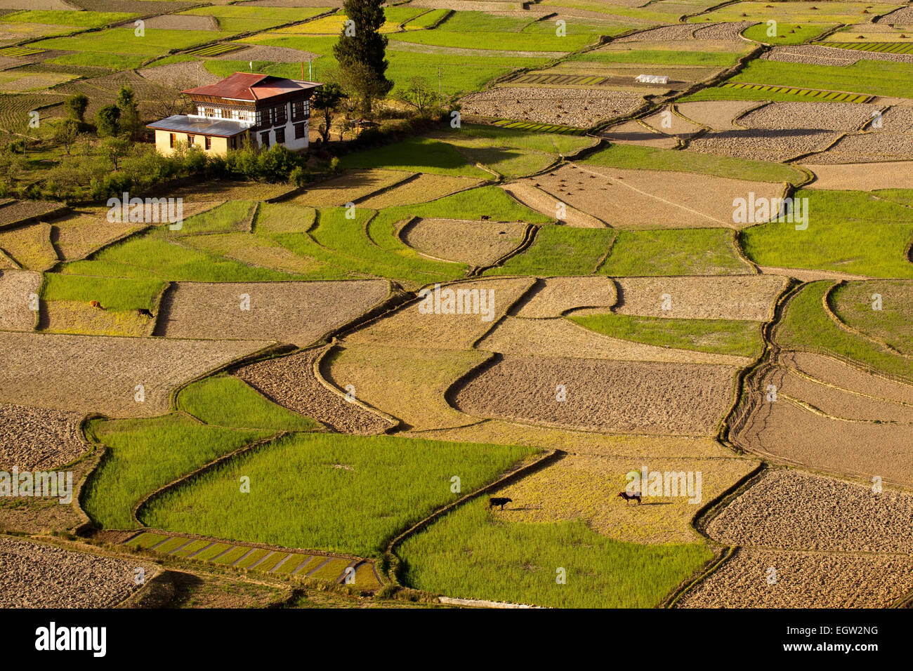 Abenddämmerung auf Reisterrassen und Ackerland in Paro-Tal, Bhutan. Stockfoto