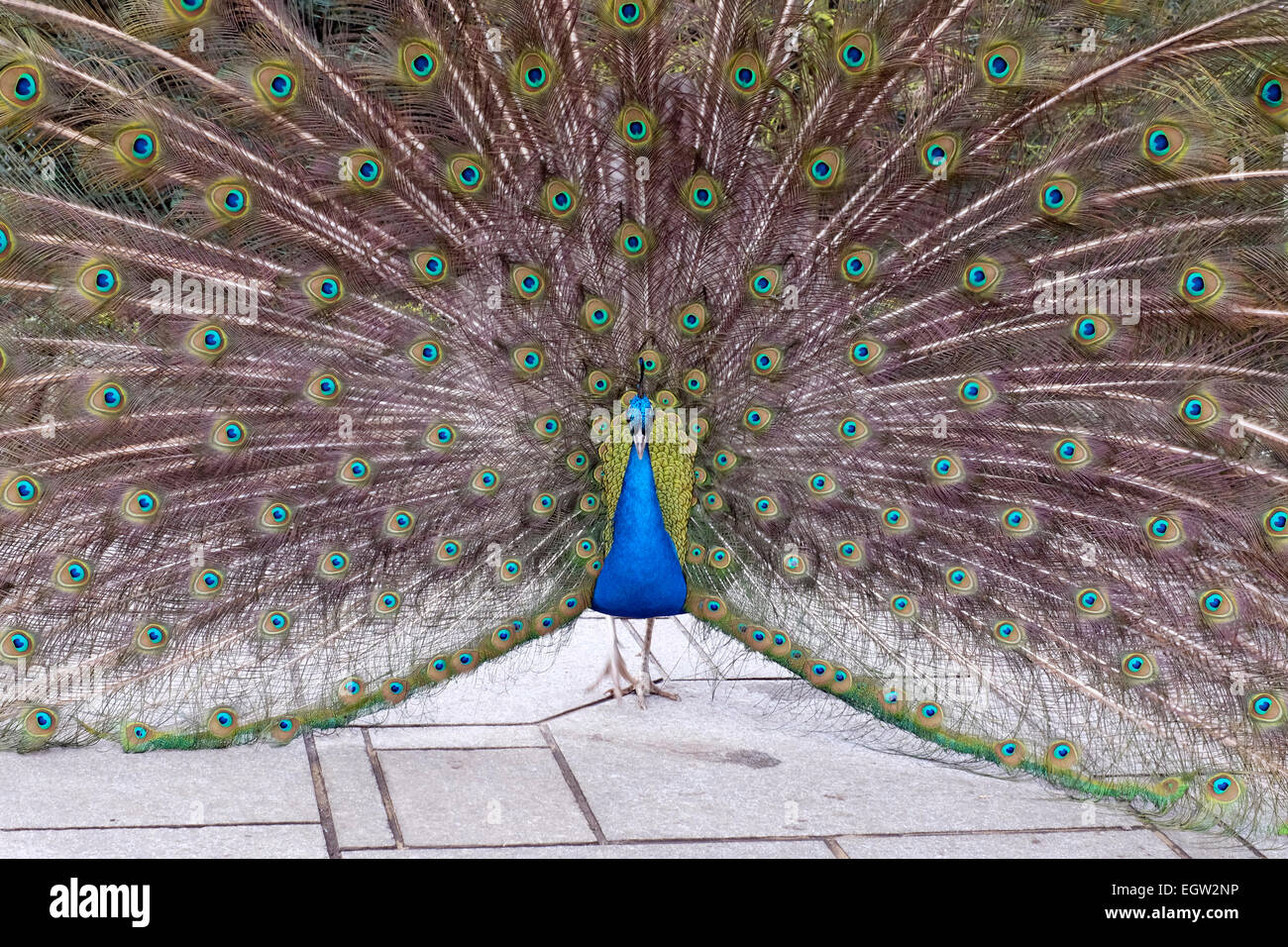 Ein Pfau im Holland Park, London Stockfoto