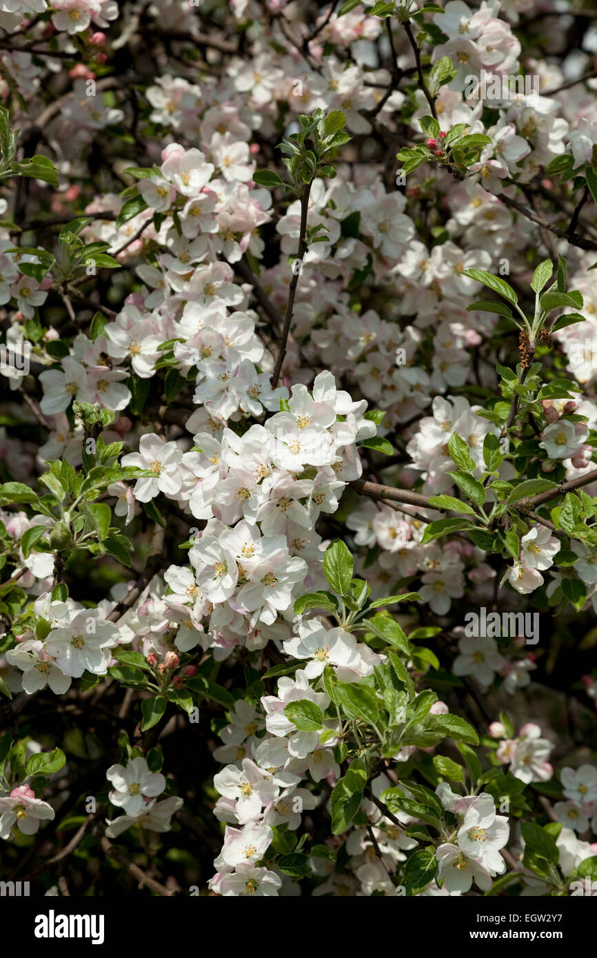 Apfelbaum blüht im Frühling als Hintergrund Stockfoto