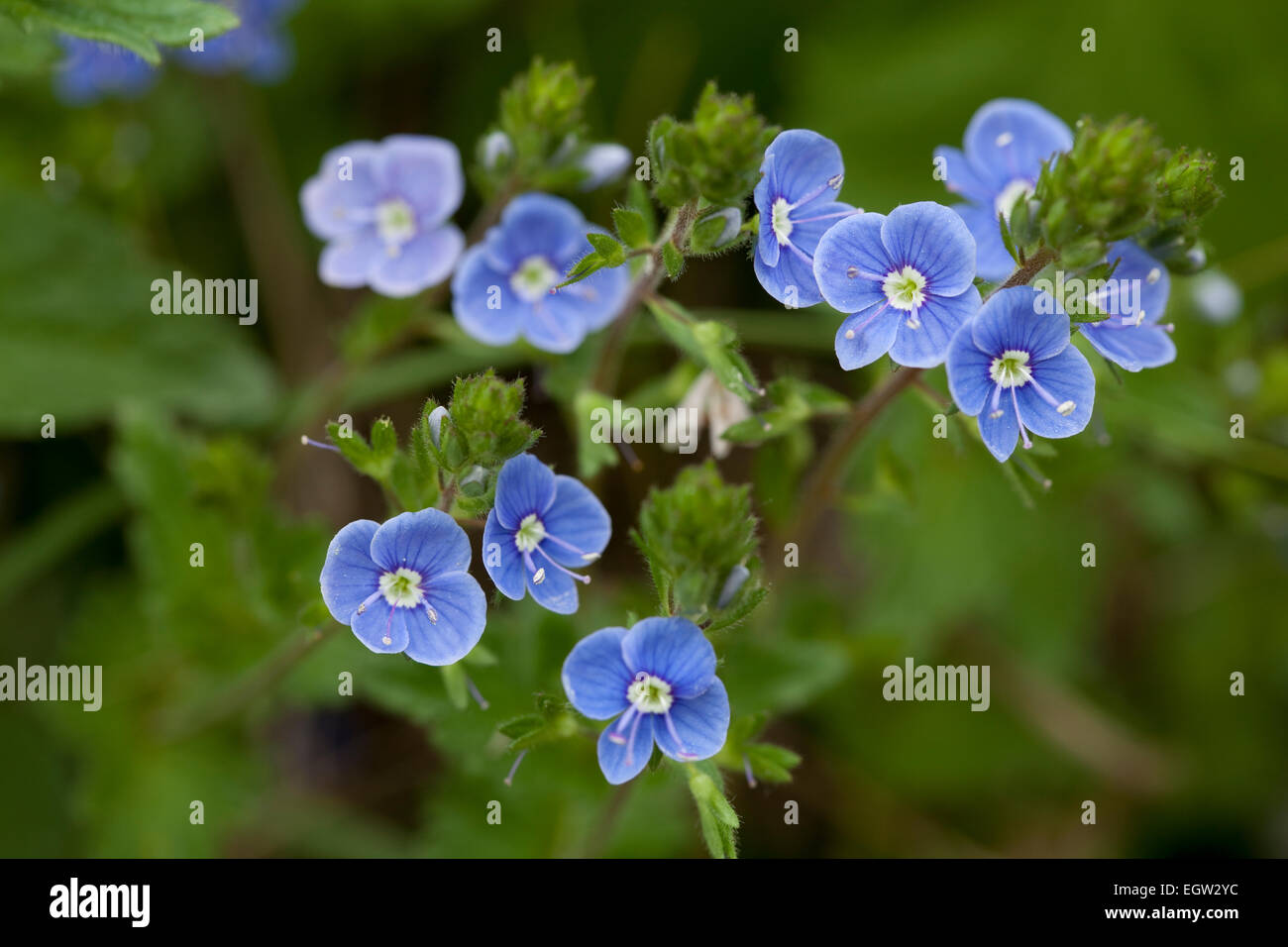 kleine blaue Blume (Veronica Chamaedrys) auf Wiese Stockfotografie Alamy