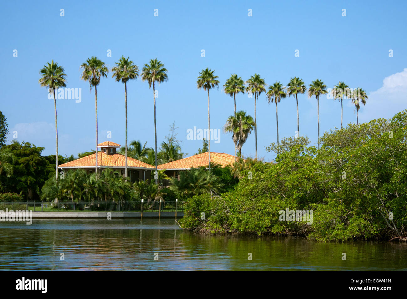Palm-Bäume-Zeile Stockfoto