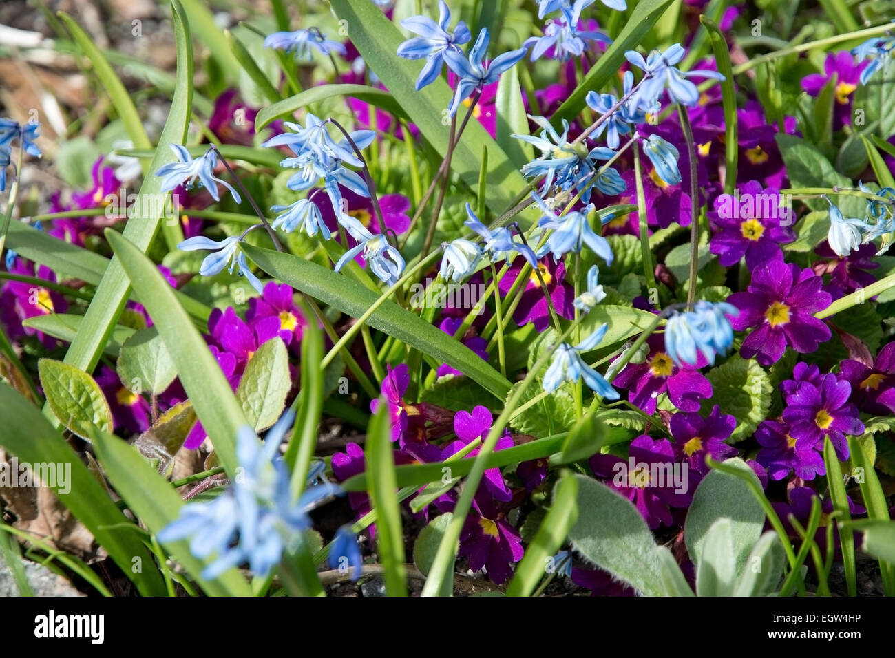 Blumenbeet mit lila und Blau Blumen Stockfoto