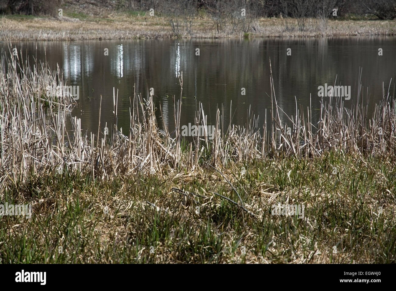 See-Schilf und Reflexion, natürliche Landschaft. Stockfoto