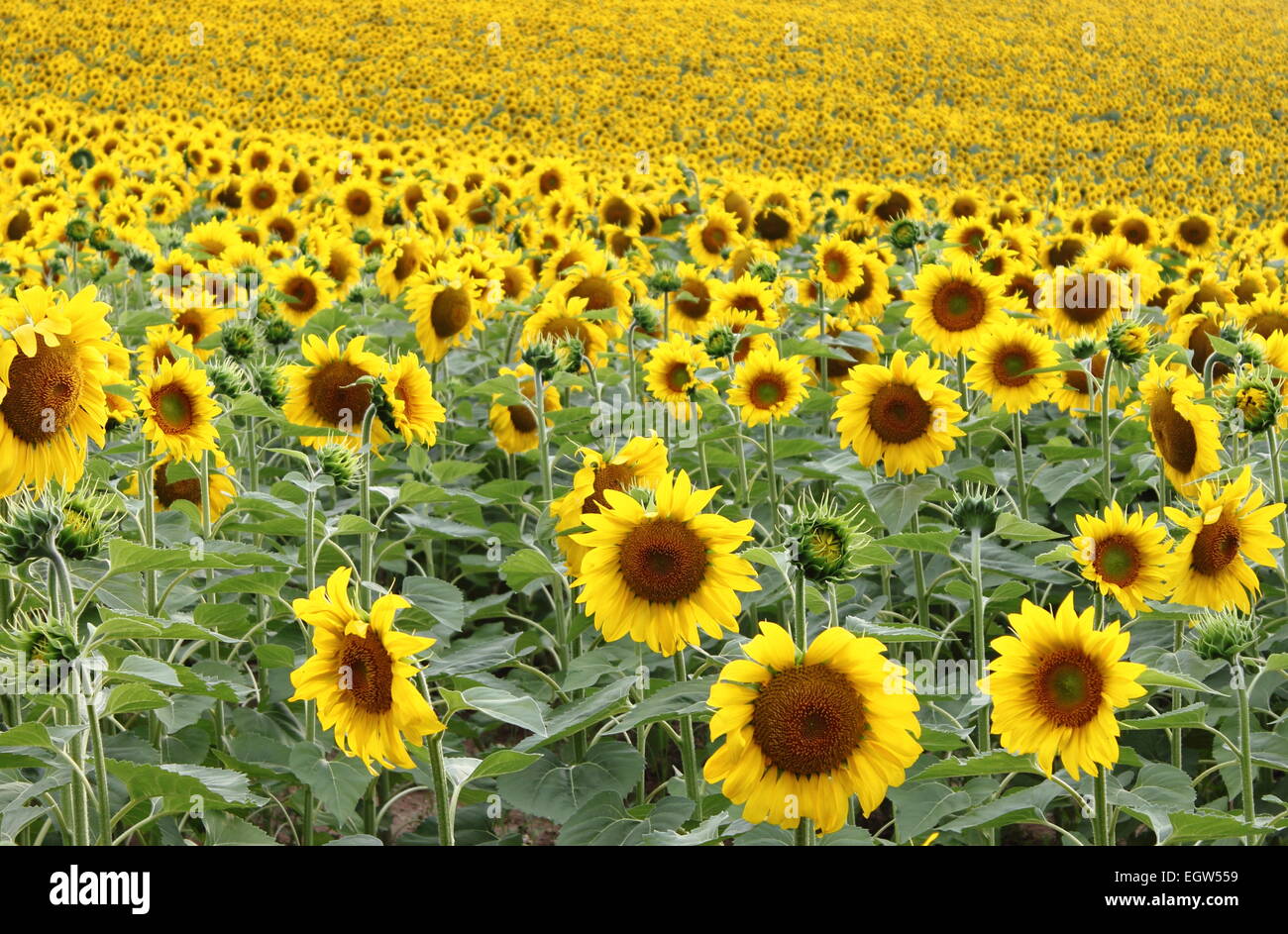 Landschaftsbild von Feldinhalten Sonnenblumen Stockfoto