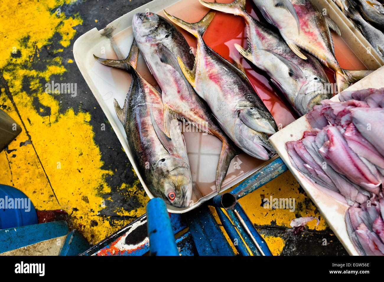 Frischer Thunfisch Fisch zum Verkauf sind auf Meeresfrüchte und Fisch Markt Mercado de Mariscos in Panama City, Panama gesehen. Stockfoto