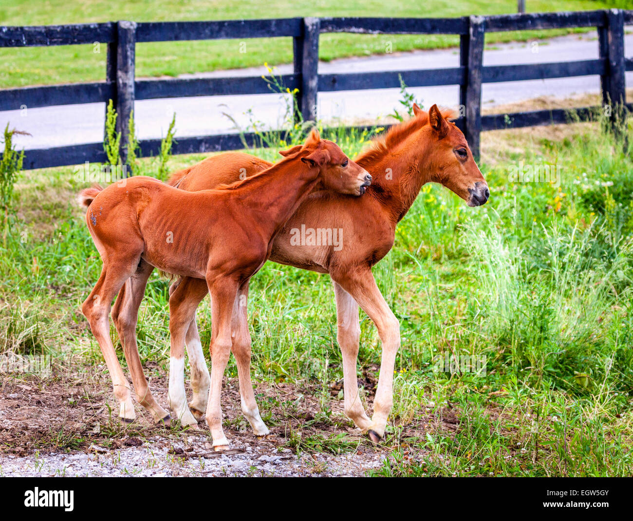 Colts spielen auf einem Bauernhof in Central Kentucky Stockfoto