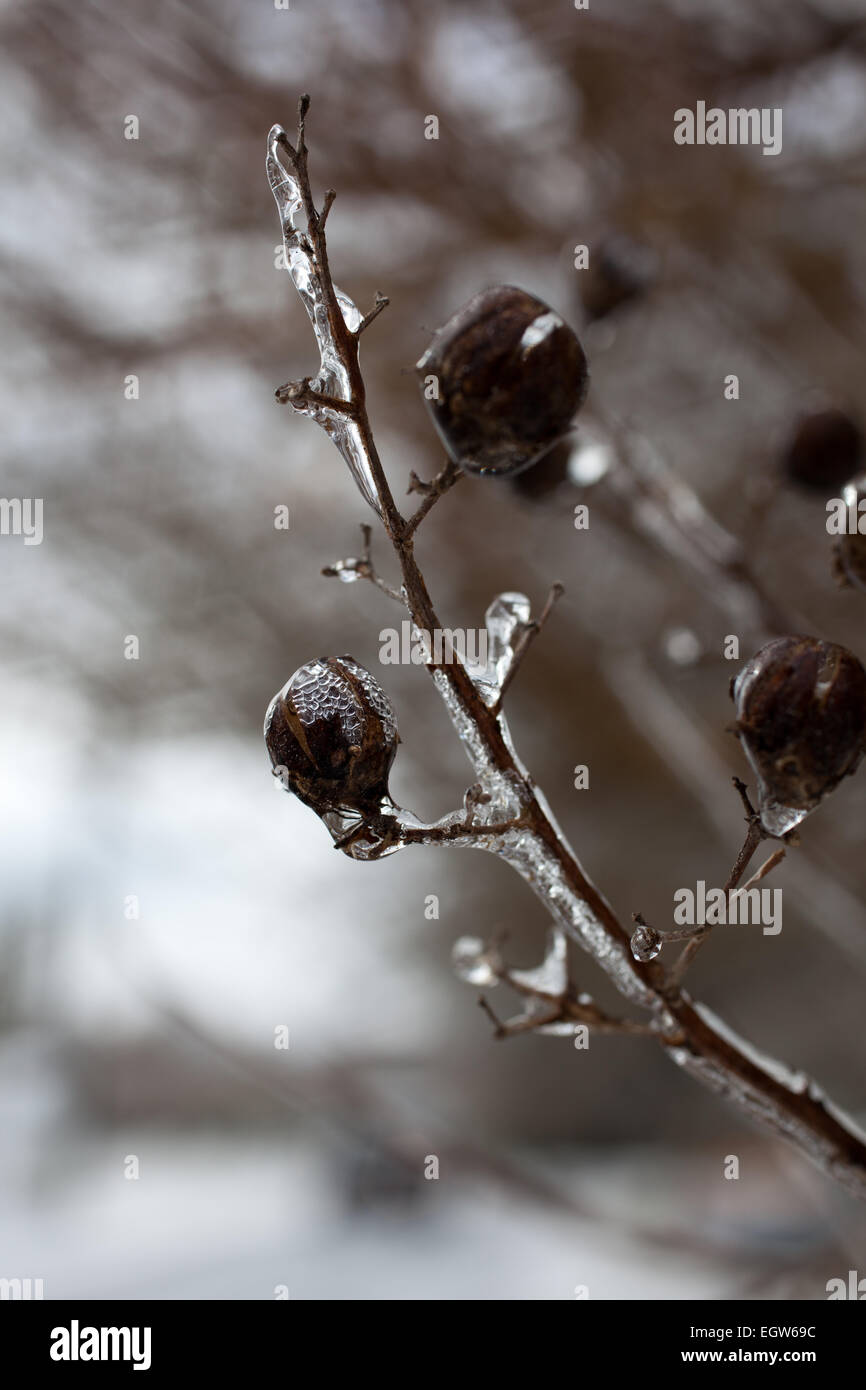 Extreme Wetter-Effekte auf äußeren Banken, NC von Winter Sturm Octavia. Stockfoto