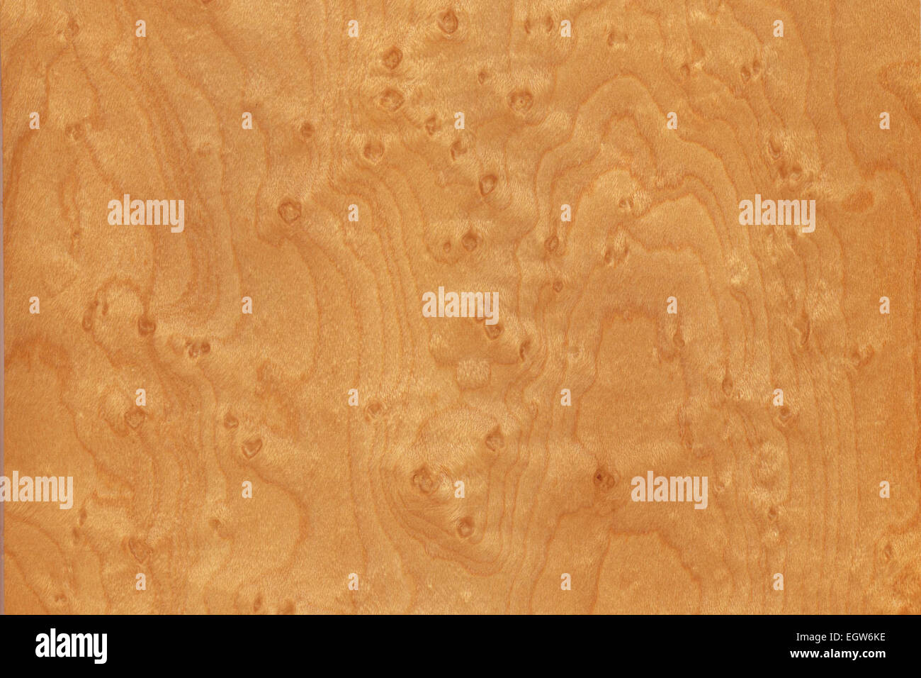 Hintergrund des Vogels Auge Ahorn, am häufigsten gefunden im Zucker-Ahorn, Acer saccharum Stockfoto