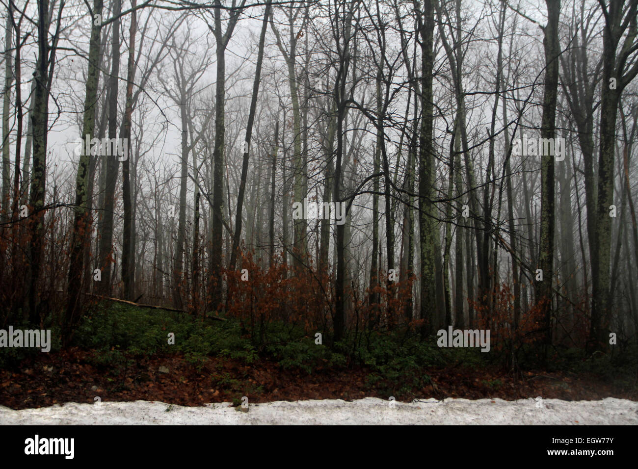 Wald in der Dämmerung in den Shawangunk Mountains, New York, im Winter. Stockfoto