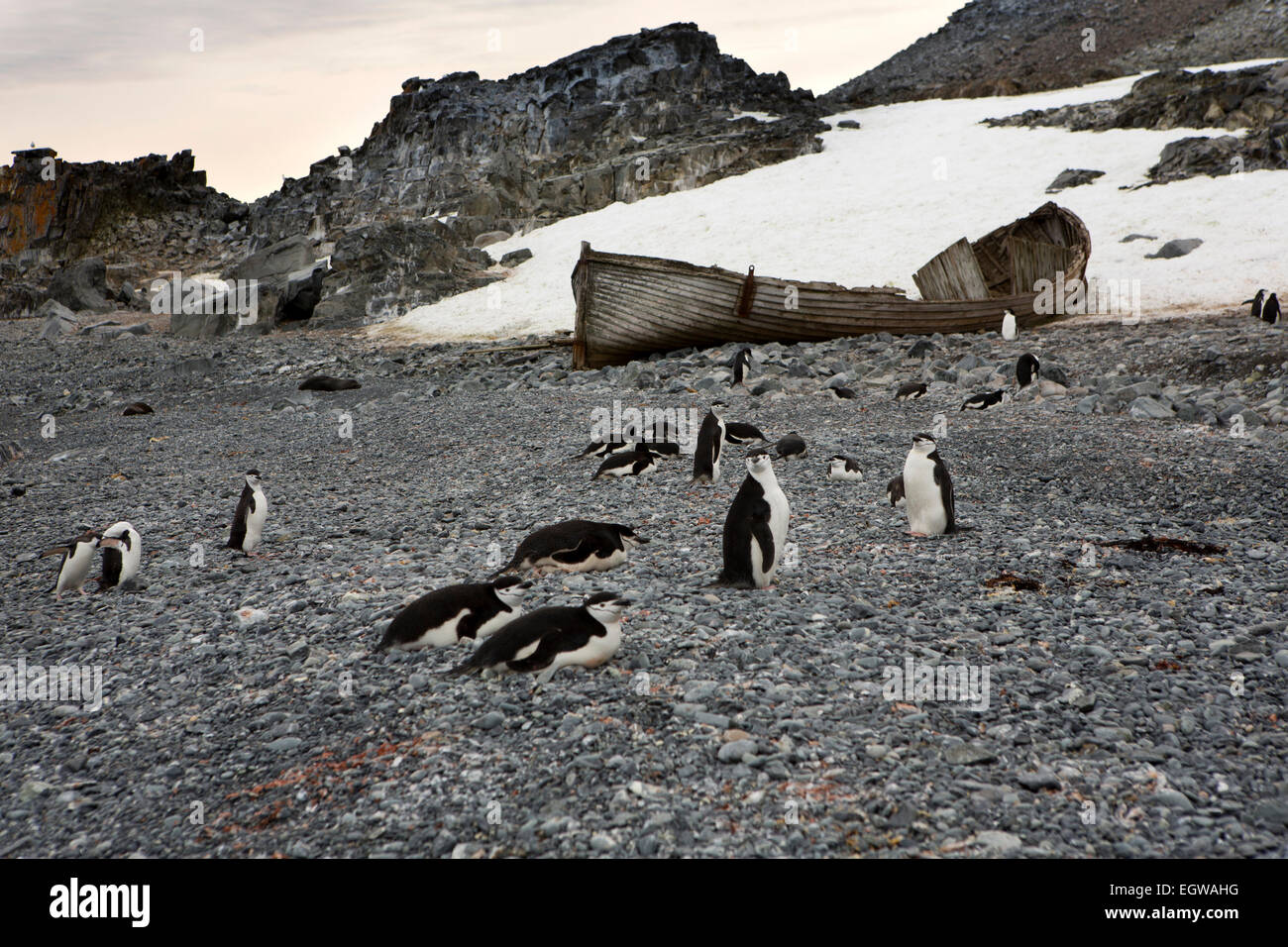 Antarktis, Half Moon Island, Kinnriemen Pinguine und alte norwegische Walfänger Boot Stockfoto