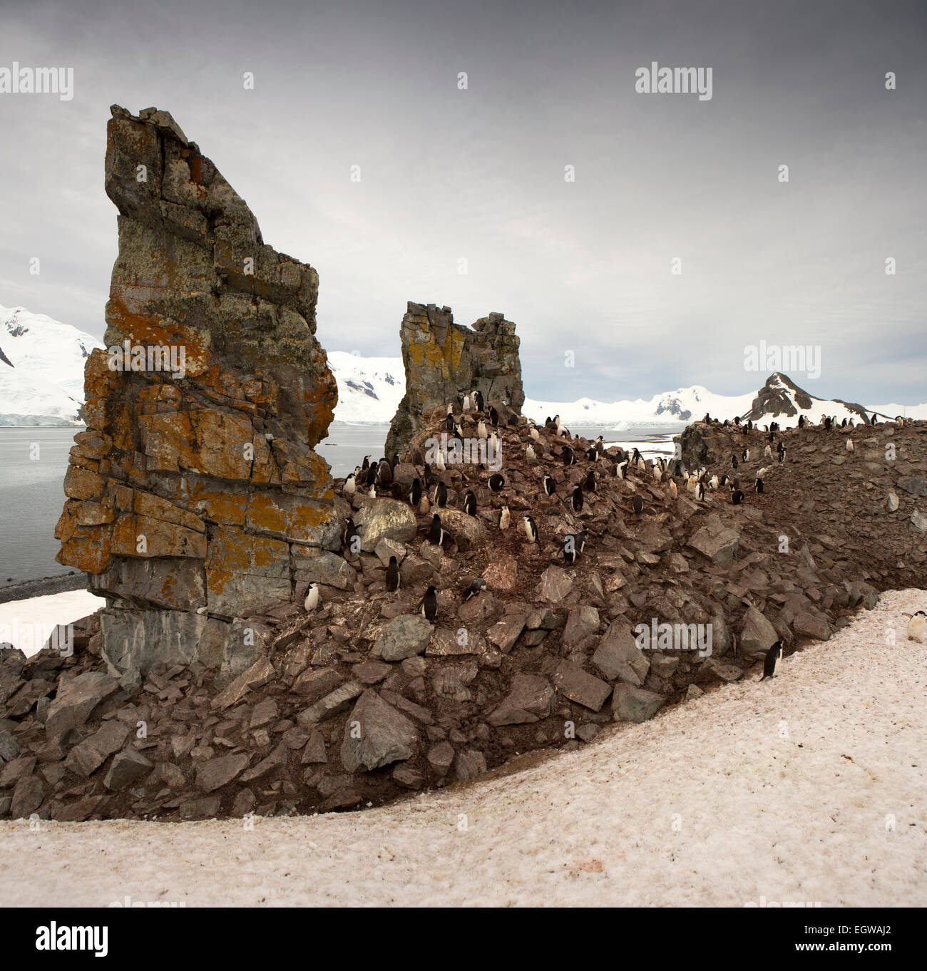 Antarktis, Half Moon ist, Baliza Hill, Kinnriemen Penguin Rookery gegenüber Livingston Island Stockfoto