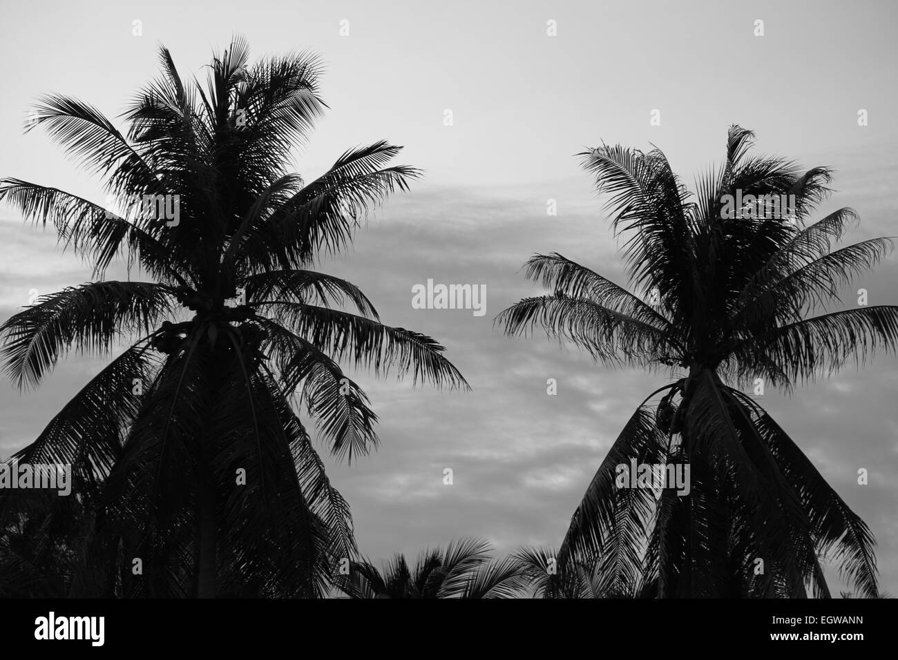 Tropische Palmen in den Nachthimmel, Koh Samui, Thailand Stockfoto