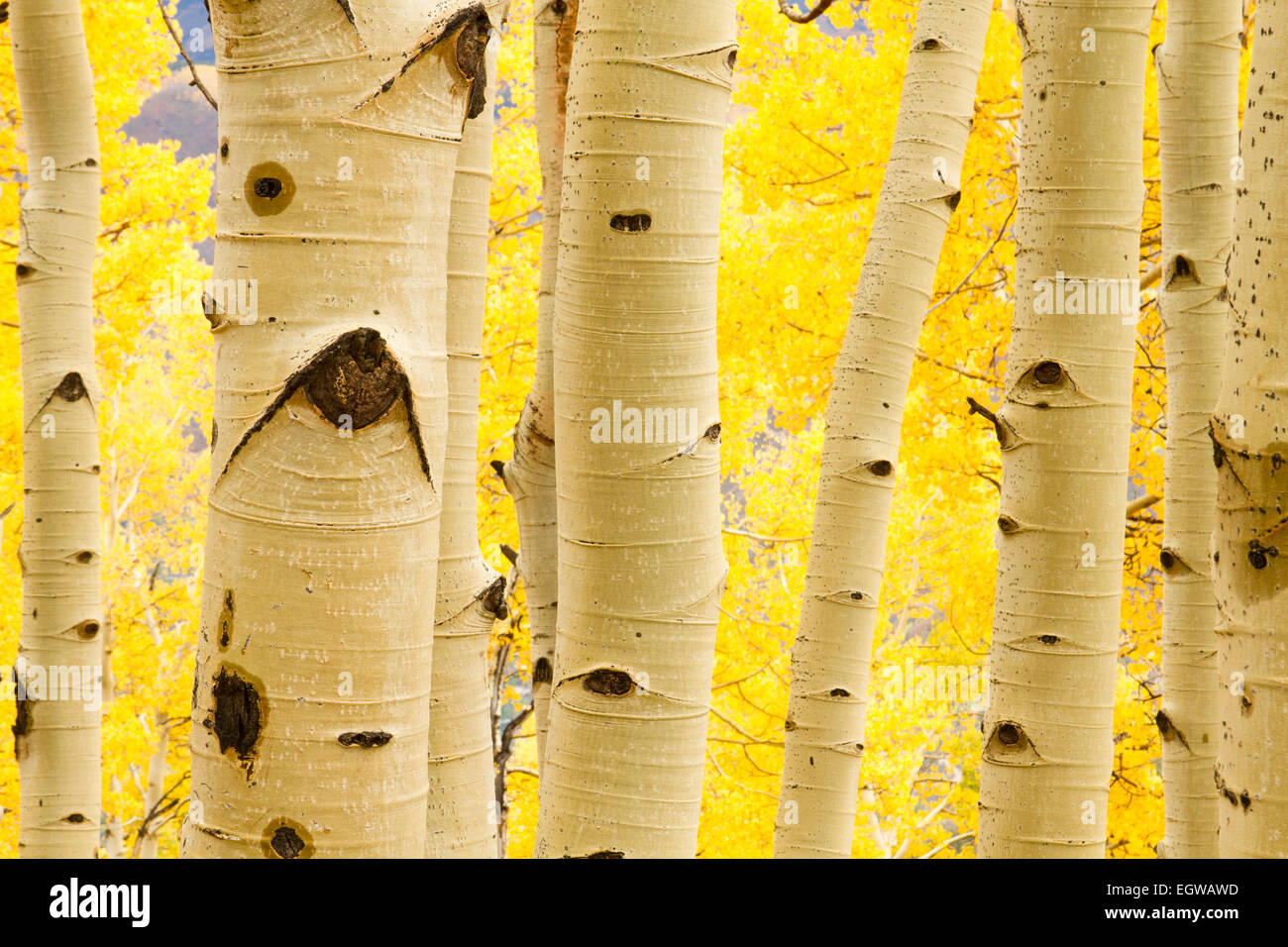 Espe Bäume im Herbst, Colorado Stockfoto