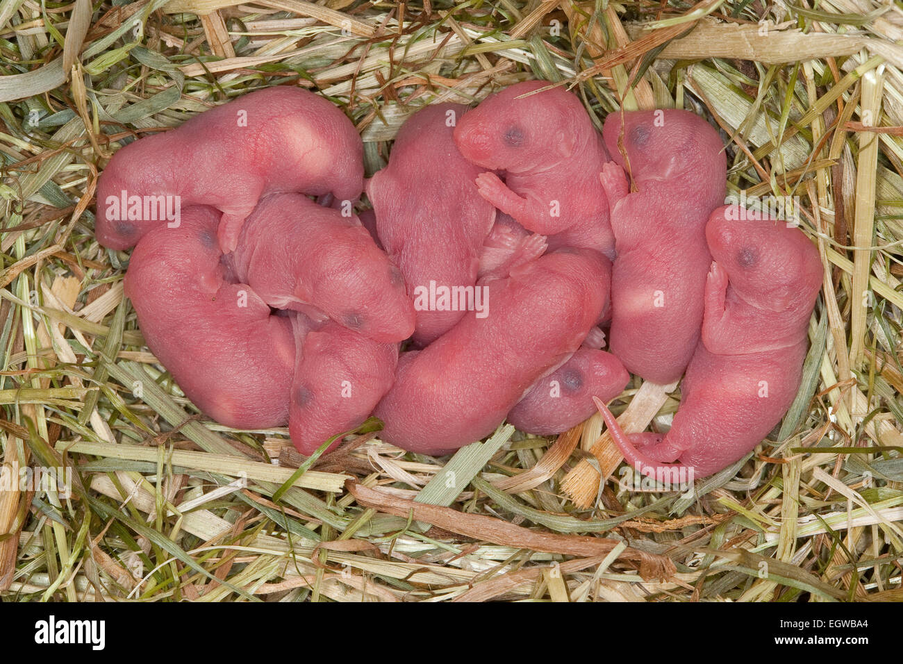 Ausgefallene Maus, Fancy-Maus, Hausmaus, Hausmaus, Farbmäuse, Farbmaus, Hausmaus, Maus, Mus Musculus, Mus Musculus F. Domestica Stockfoto