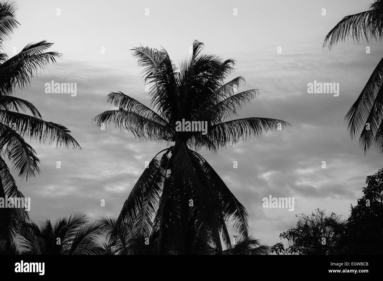 Tropische Palmen in den Nachthimmel, Koh Samui, Thailand Stockfoto