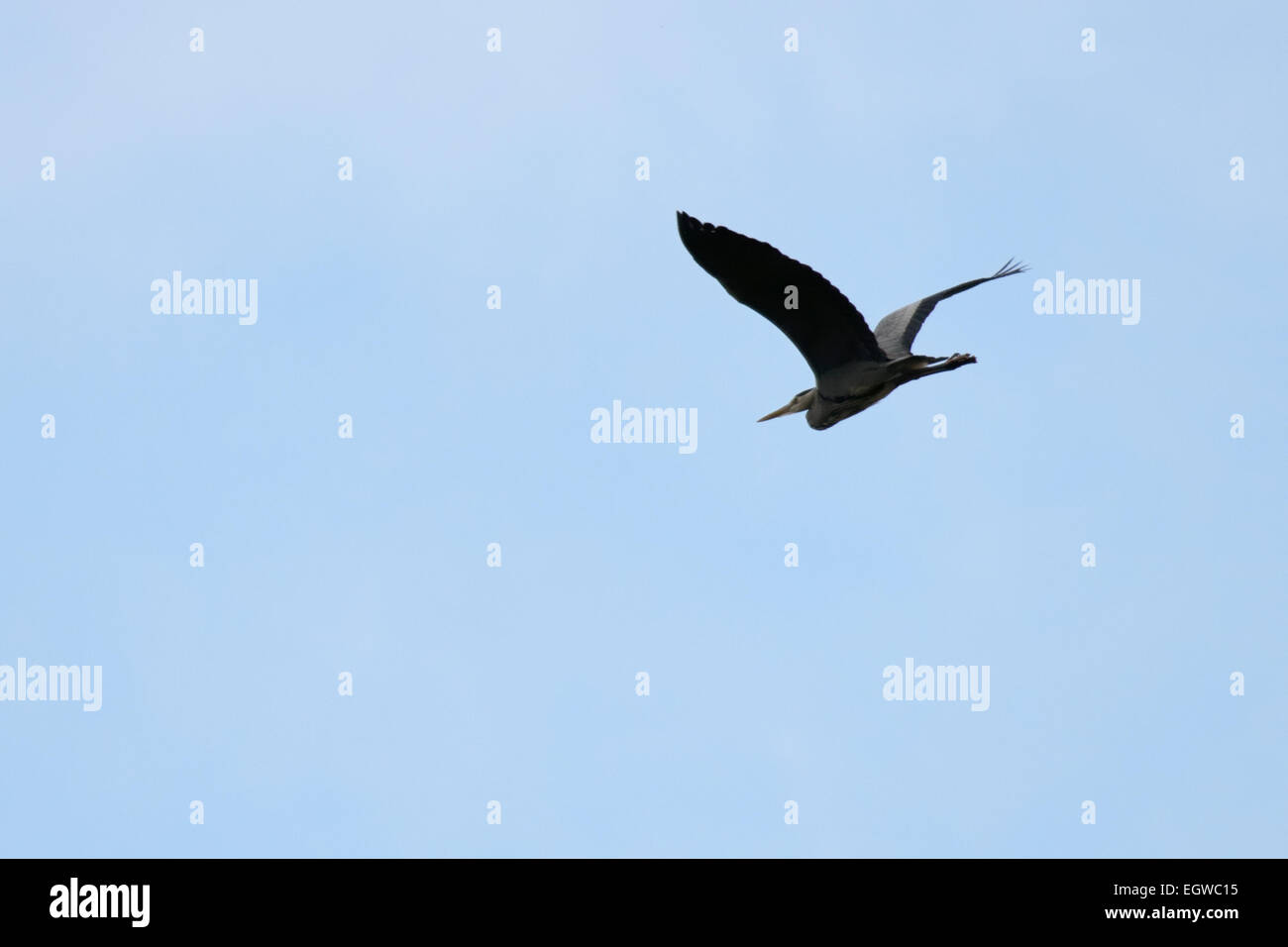 Graureiher Ardea Cinerea im Flug, Wales, UK. Stockfoto