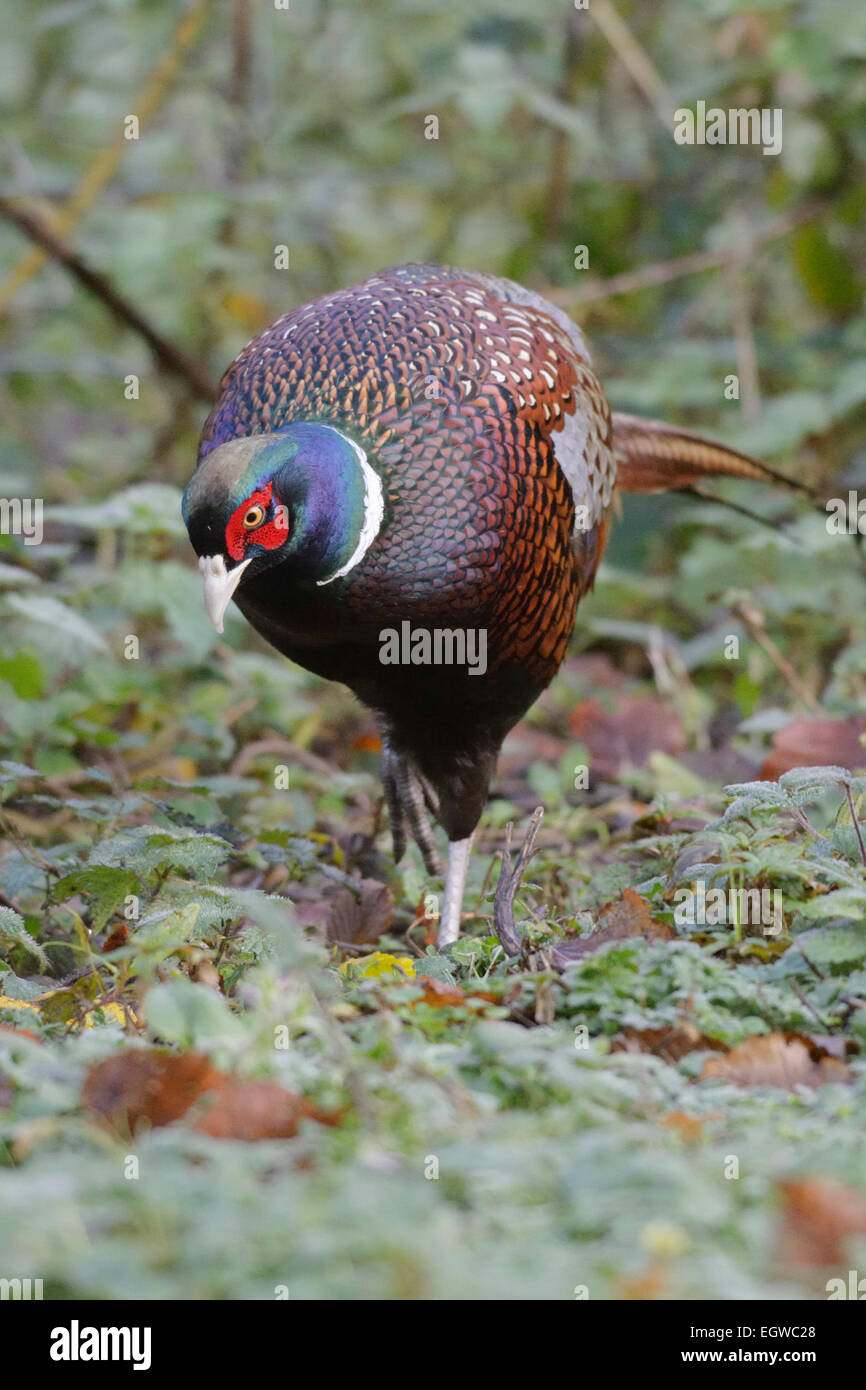 Männliche Fasan zeigt Gefieder Detail SW asiatische Rennen Phasianus Manlius, Wales, UK. Stockfoto