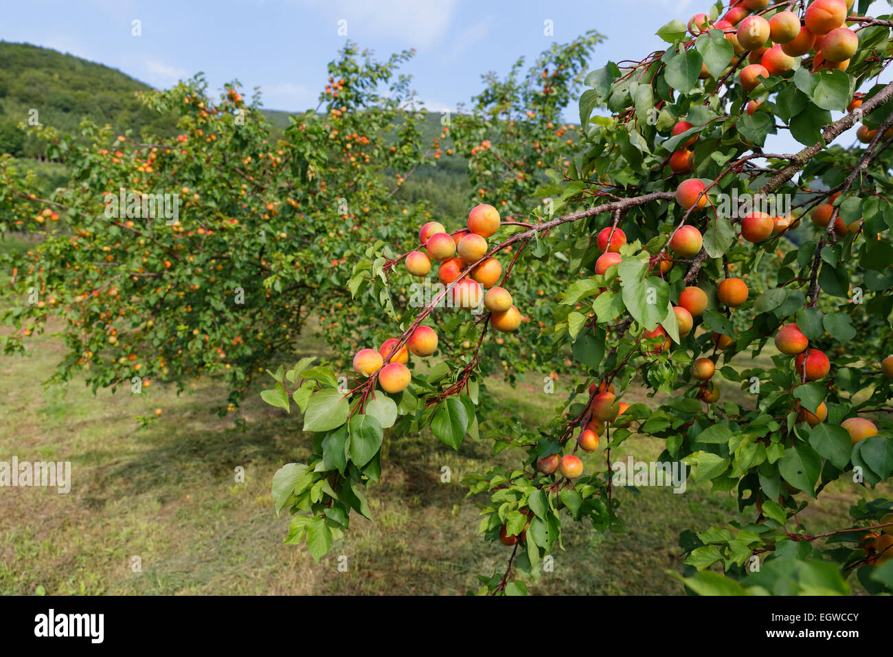 Reife Aprikosen auf einen Aprikosenbaum (Prunus Armeniaca), Wachau, Waldviertel, Niederösterreich, Spitz an der Donau, Österreich Stockfoto