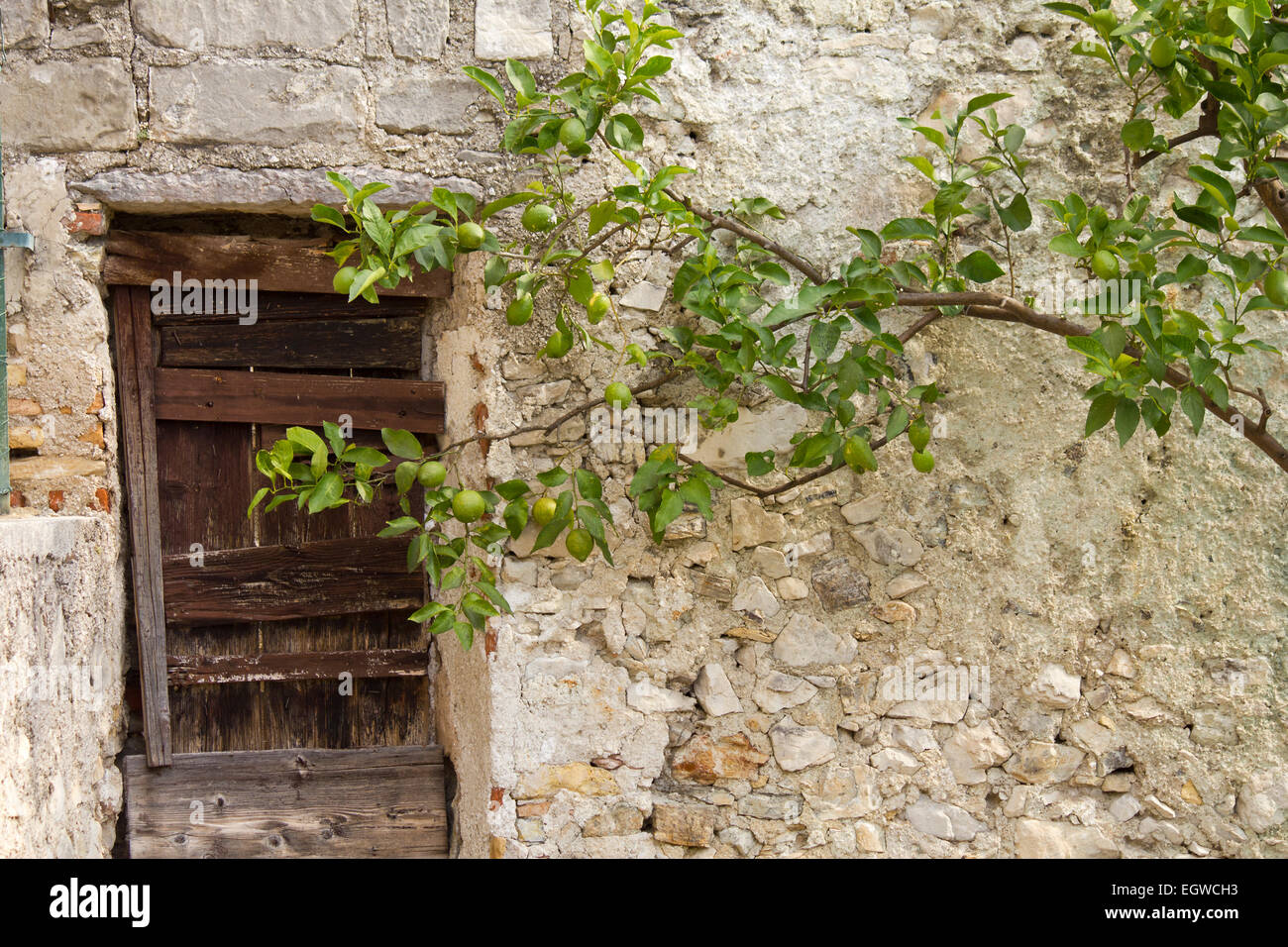 Zitronenbaum wächst gegen eine alte rustikale Mauer in Limone Sul Garda, Italien Stockfoto