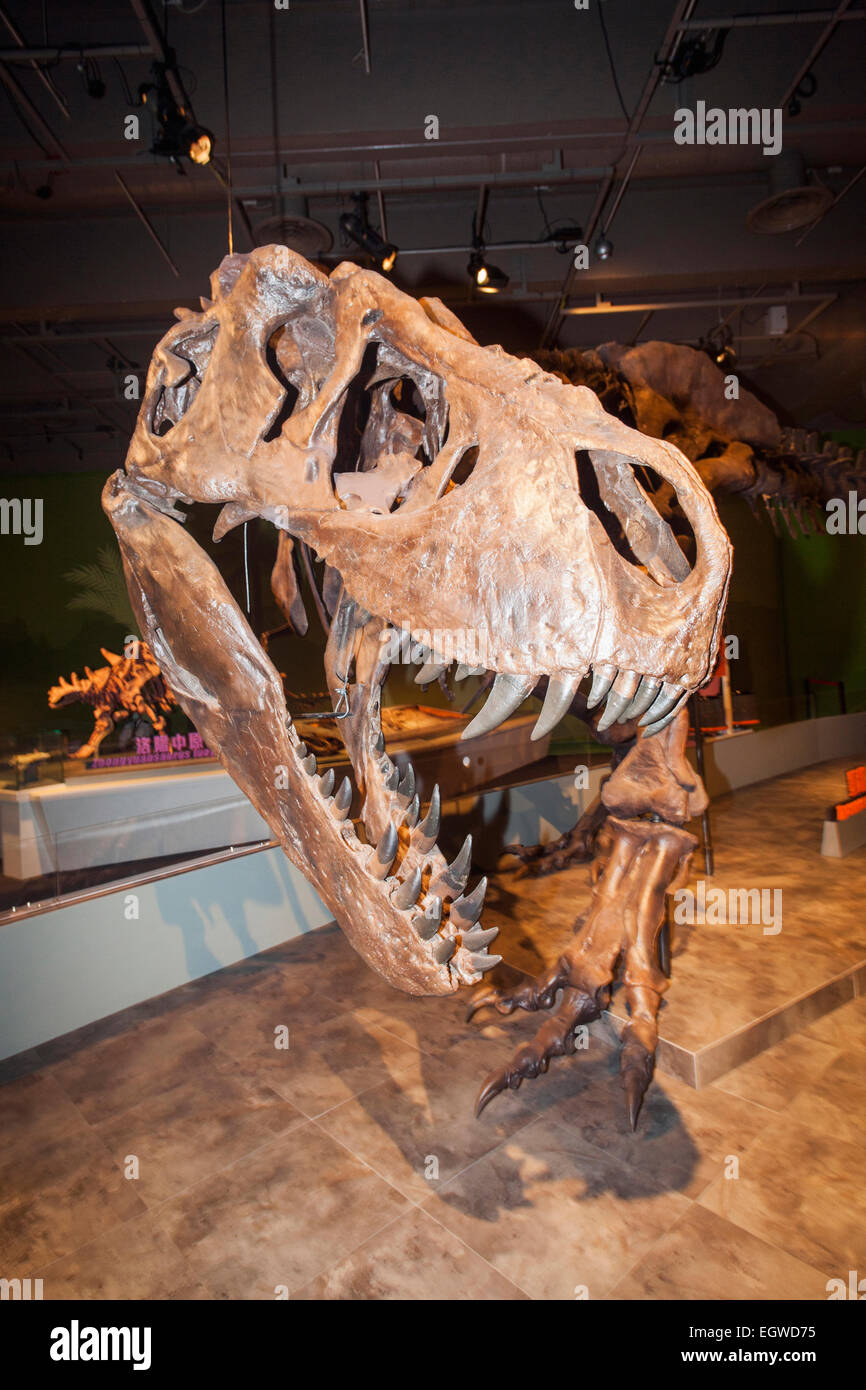 China, Skelett eines Tyrannosaurus Rex Stockfotografie - Alamy