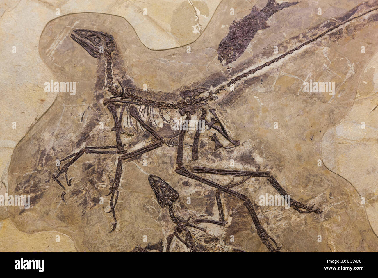 China, versteinerte Dinosaurier-Skelett von Anchiornis Huxleyi Stockfoto