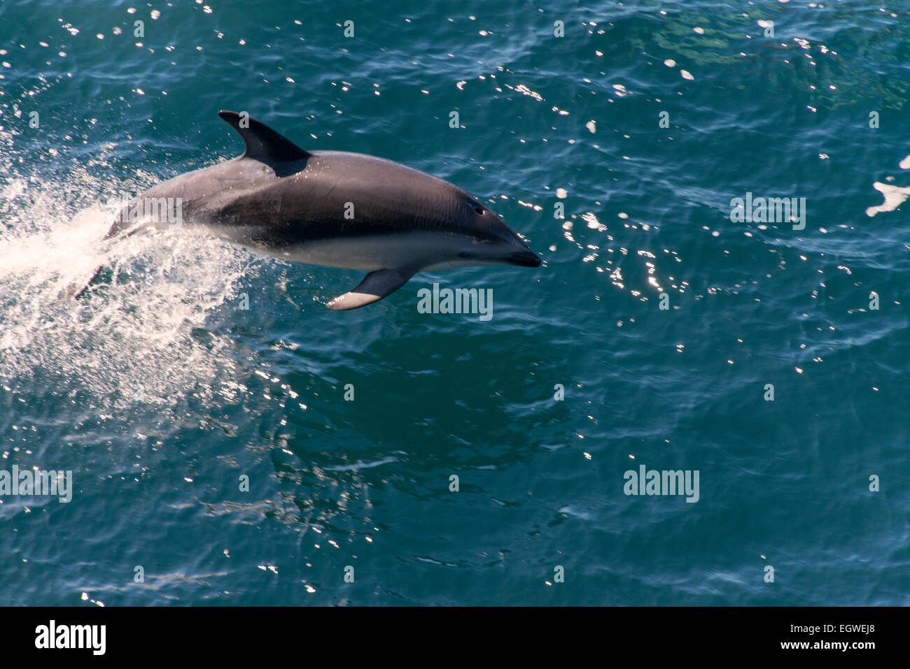 Peales Delphin, Lagenorhynchus Australis, springen aus dem Wasser Stockfoto
