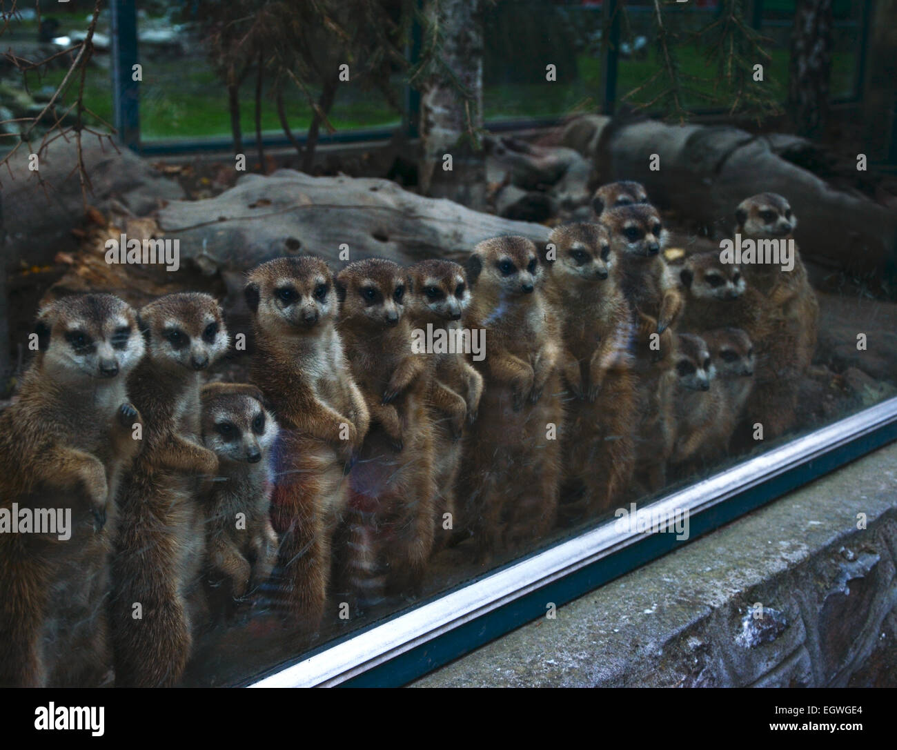 Erdmännchen stehend in einer Zeile in einem zoo Stockfoto