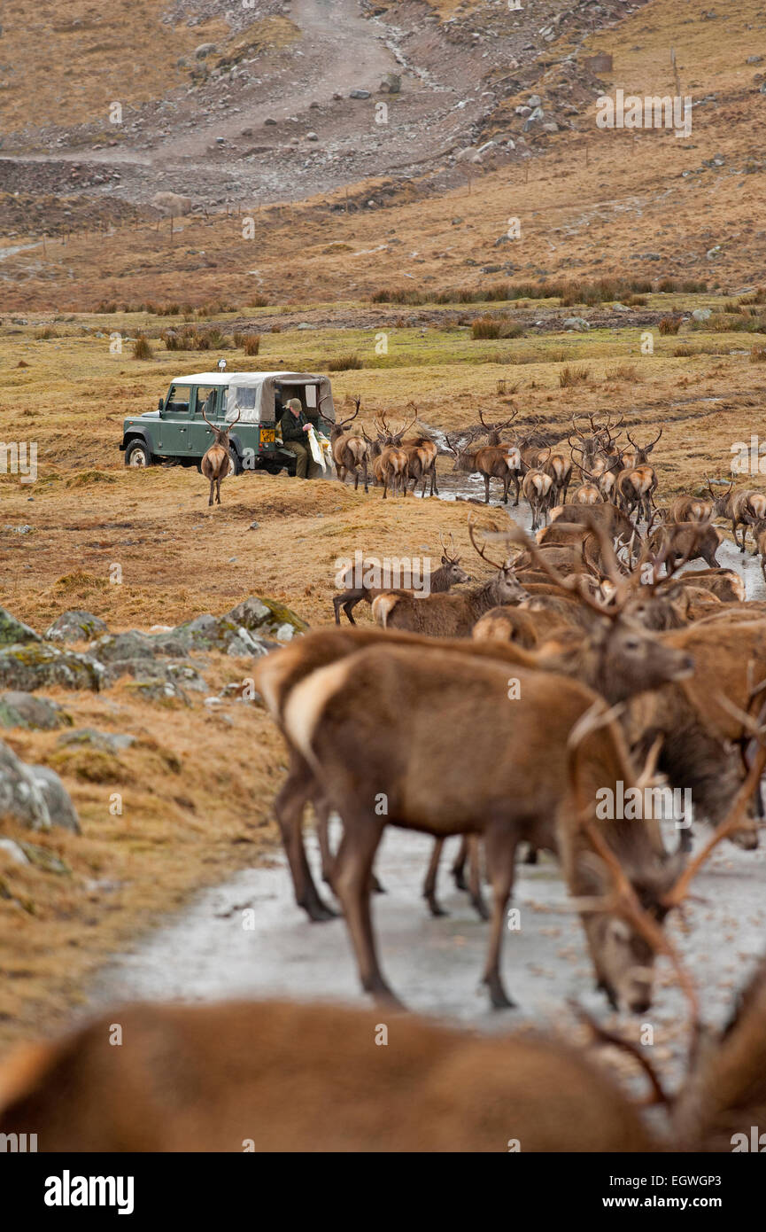 Rote Hirsche gefüttert Maiskolben, Winter ergänzende Ernährung um ihnen zu helfen, in den Wintermonaten bieten.  SCO 9602. Stockfoto