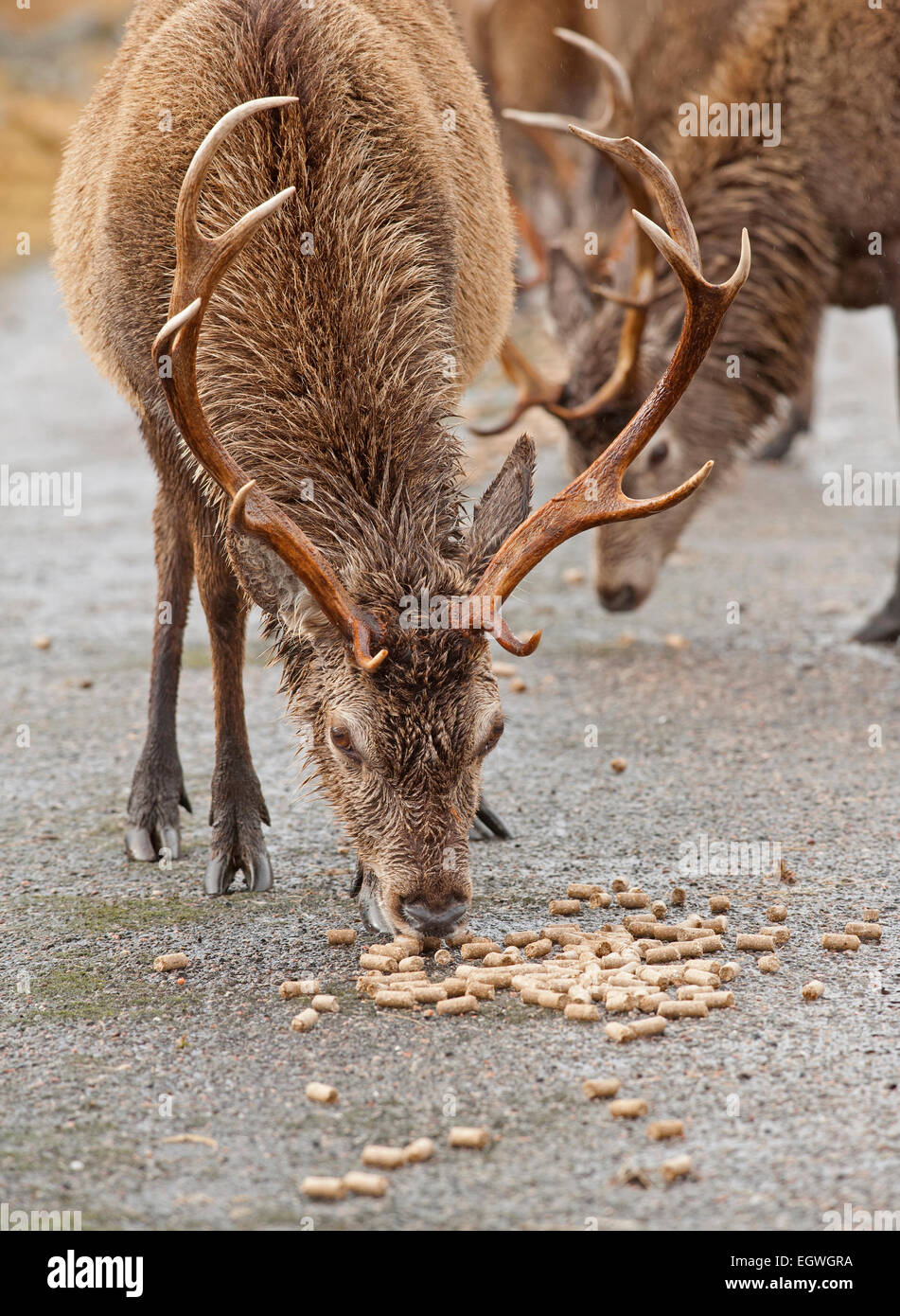 Rote Hirsche gefüttert Maiskolben, Winter ergänzende Ernährung um ihnen zu helfen, in den Wintermonaten bieten.  SCO 9605. Stockfoto