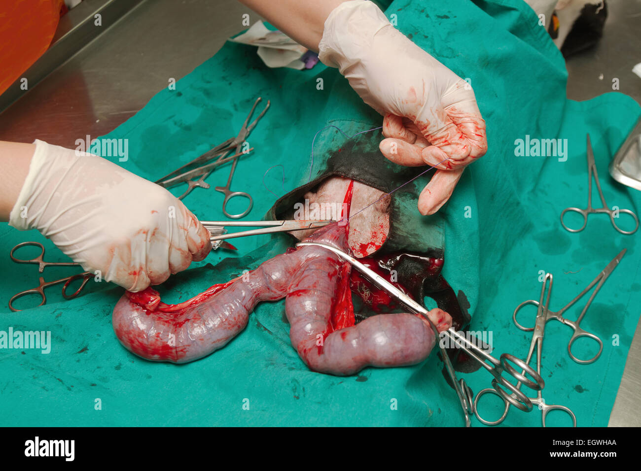 Hund in einer Tierarztpraxis, Chirurgie der Pyometra (Infektion der  Gebärmutter Stockfotografie - Alamy