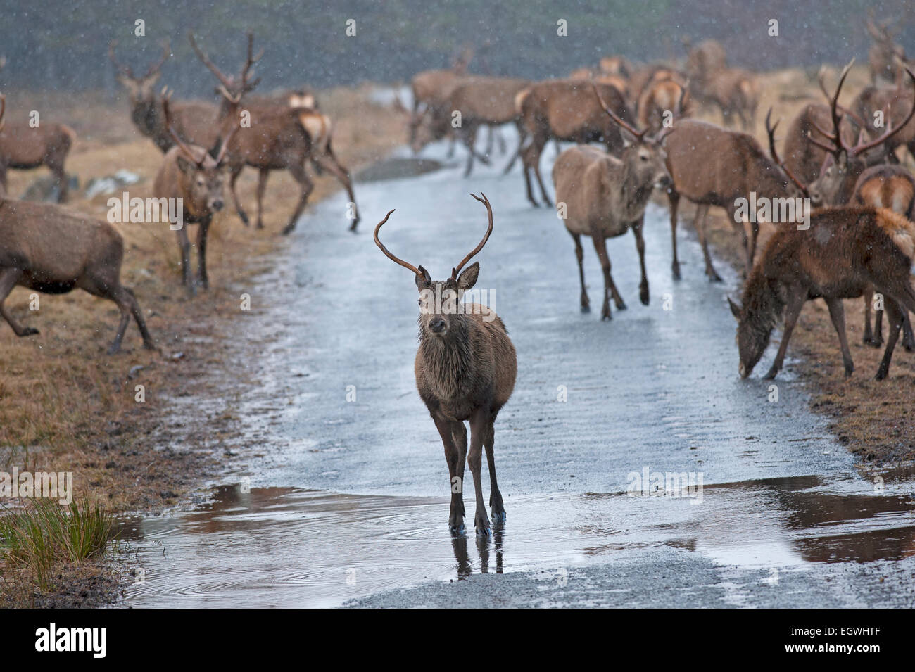 Rote Hirsche gefüttert Maiskolben, Winter ergänzende Ernährung um ihnen zu helfen, in den Wintermonaten bieten.  SCO 9612. Stockfoto