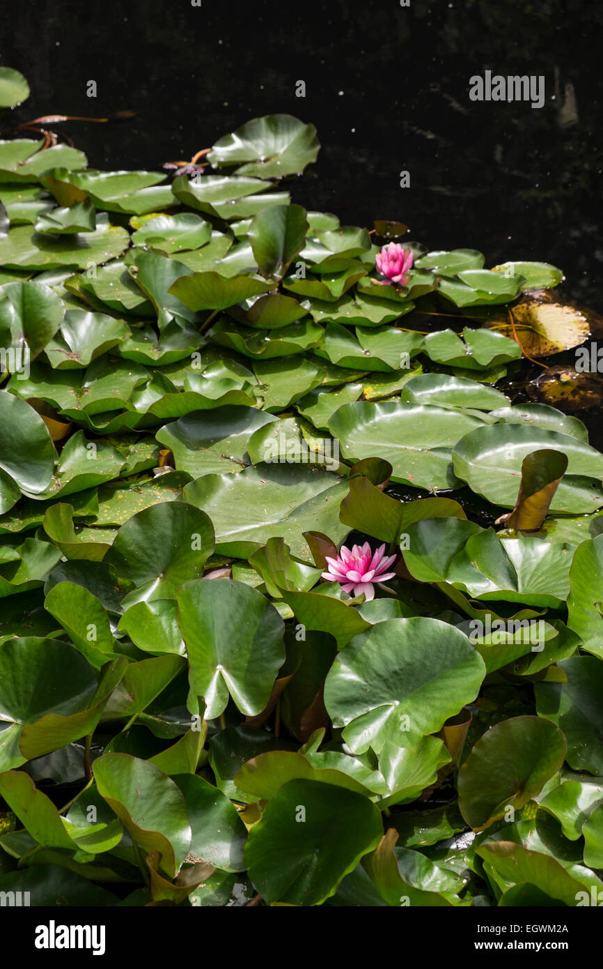 Wasser-Lilien in einem Teich am Fluss Kerikeri Fuß zum Rainbow Falls. Neuseeland. Stockfoto