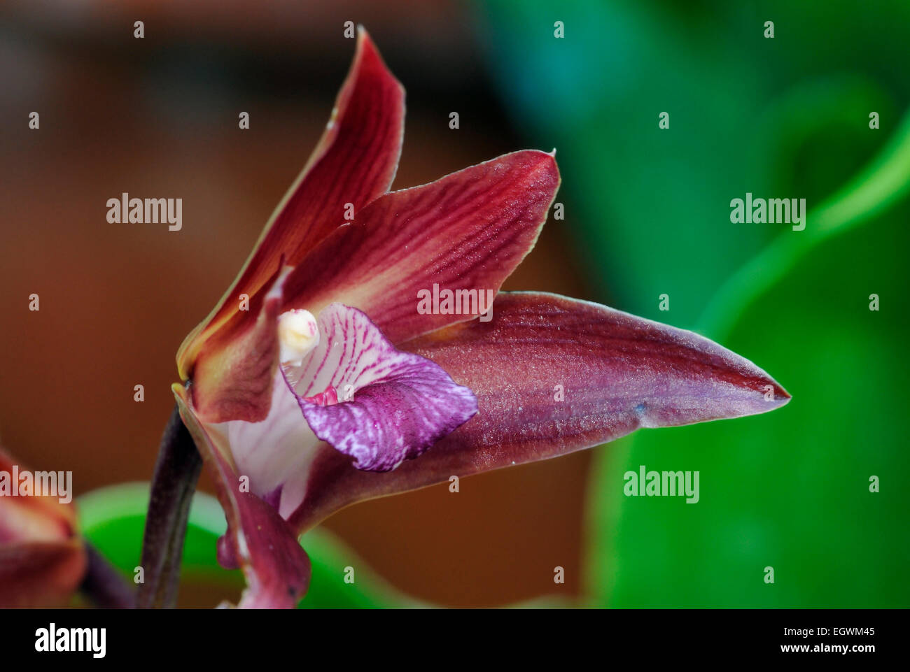 Schwarz-Lila Bifernaria Orchidee - Bifrenaria Atropurpurea aus Brasilien Stockfoto