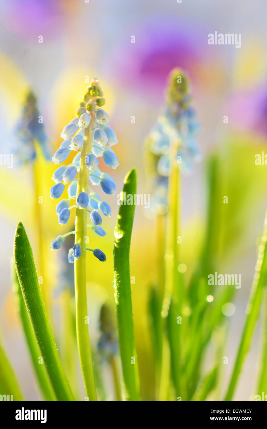 Muscari Neglectum Blumen im Frühlingsgarten Stockfoto