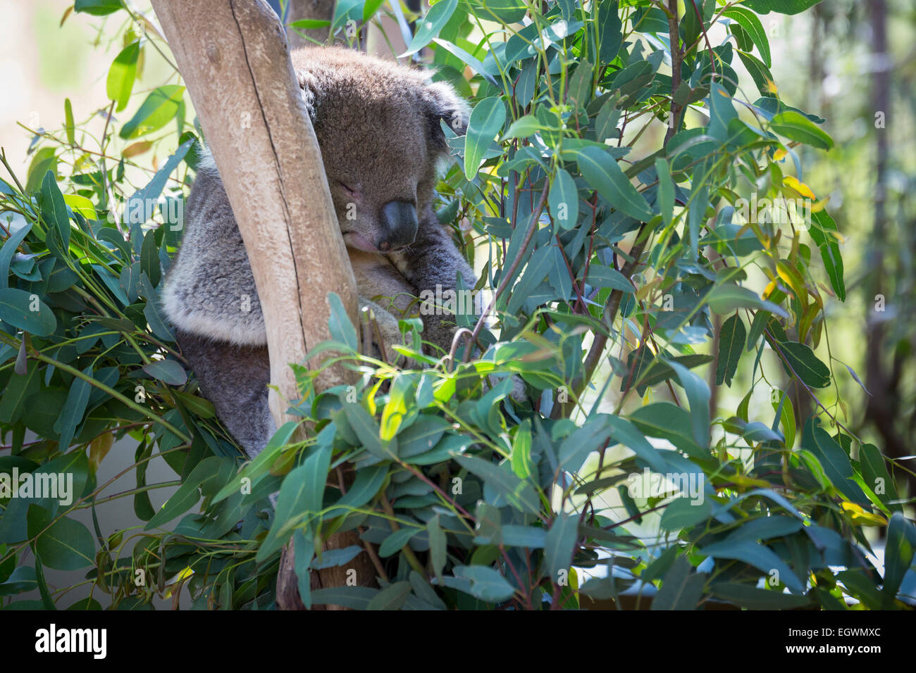 Schlafender Koala Stockfoto
