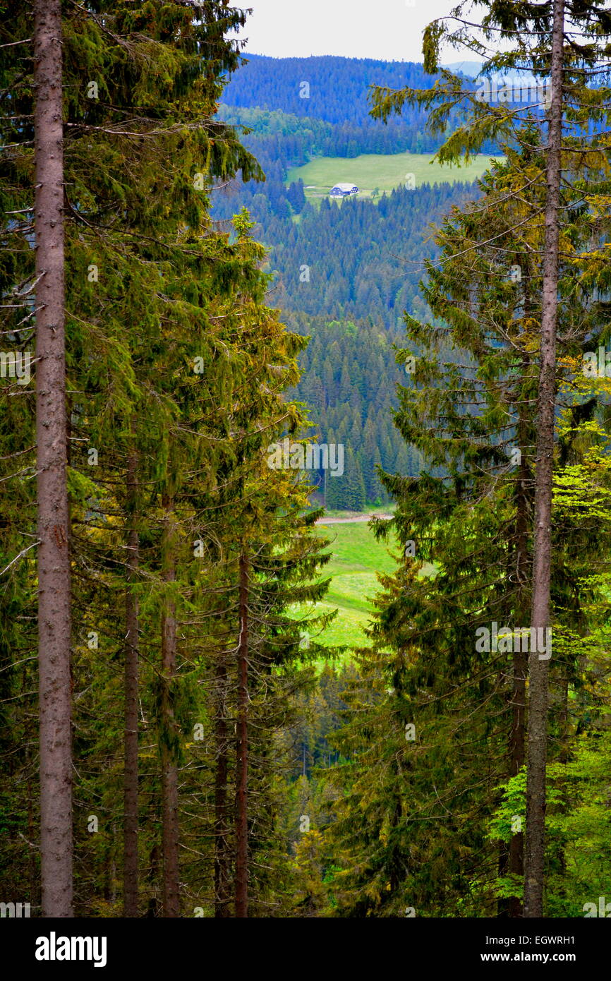 Schwarzwald, Baden-Württemberg, Schwarzwald, tiefes Tal in der Nähe von Feldberg, Stockfoto