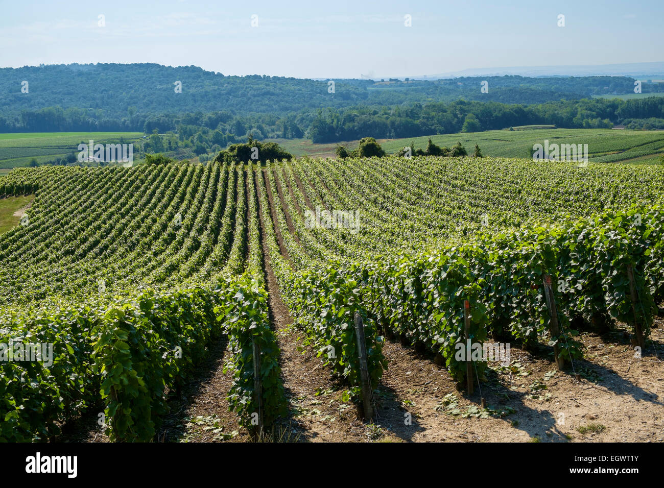 Weinberge in der Champagne, Frankreich, Europa im Sommer Stockfoto
