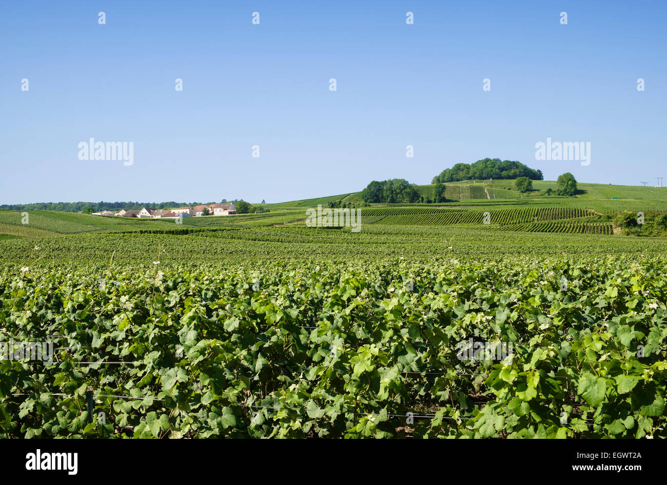 Weinberge am Ville-Dommange oder Villedommange, in der Champagne, Frankreich, Europa im Sommer Stockfoto