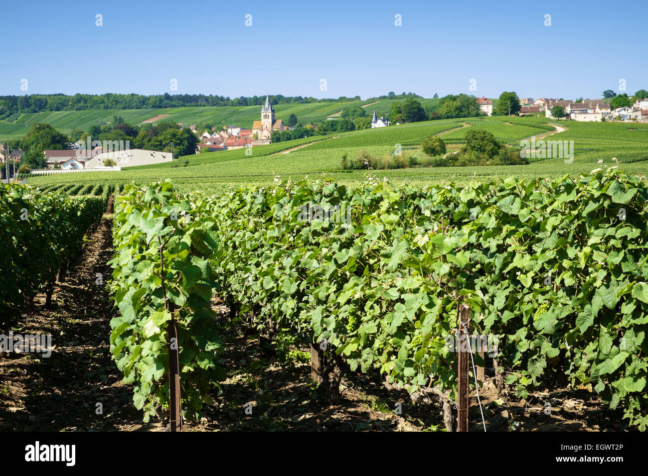 Kleinen französischen Dorf von Ville-Dommange und Weinberge in der Champagne, Frankreich, Europa im Sommer Stockfoto