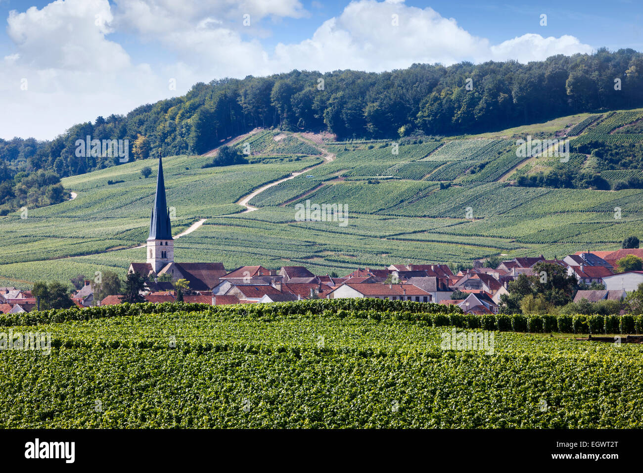 Chamery Dorf und Kirche mit Weinberge in der Champagne, Montagne de Reims, Frankreich, im Sommer Stockfoto