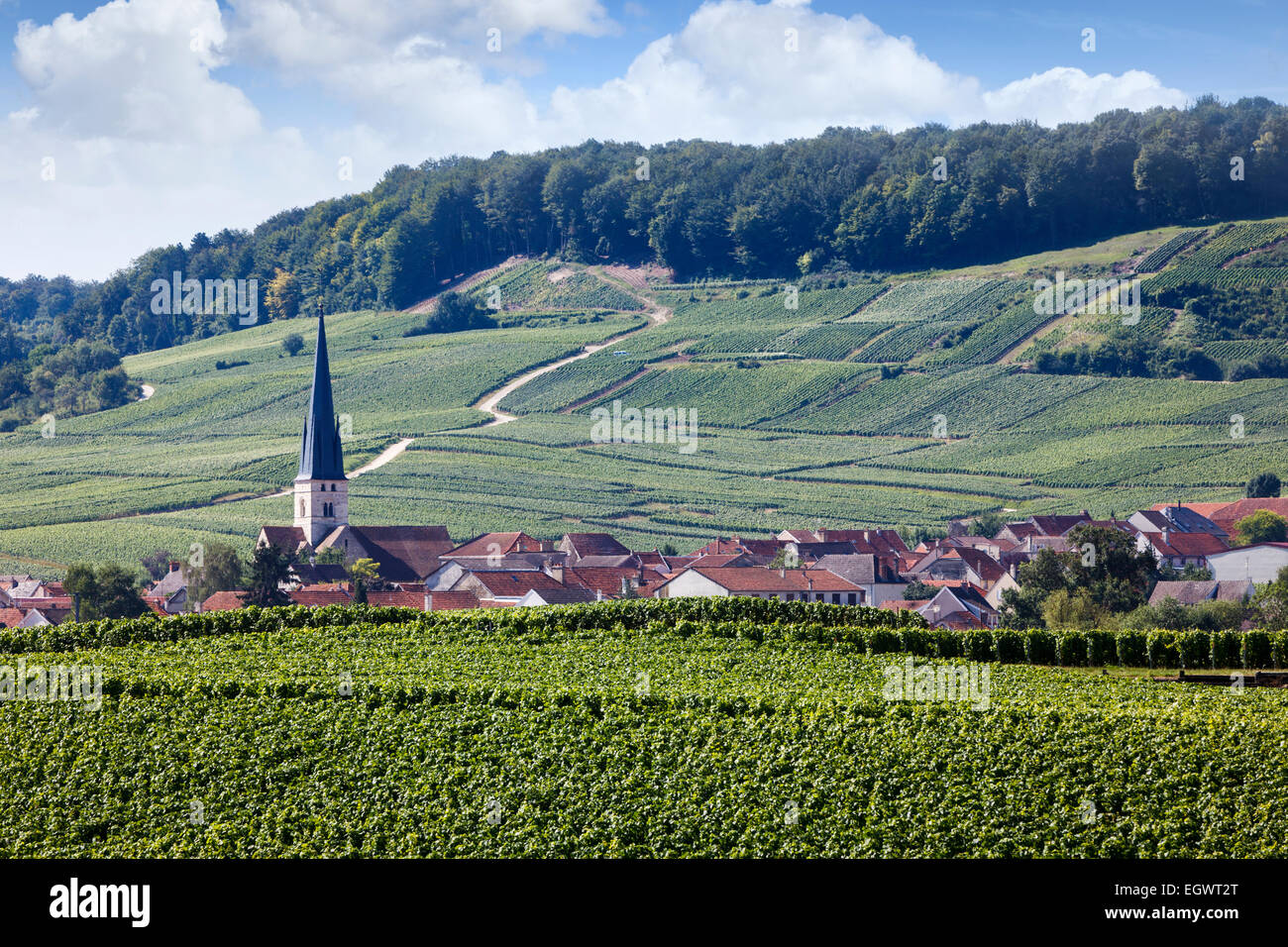 Frankreich, Dorf Chamery und Kirche mit Weinbergen in der Champagne, Montagne de Reims im Sommer Stockfoto