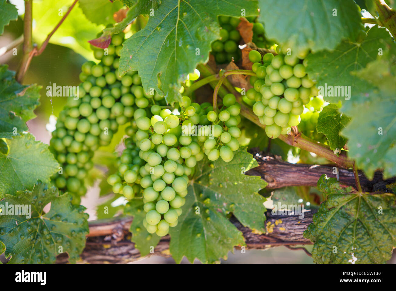 Weiße Champagnertrauben, die im Sommer auf einem Weinberg in der Champagne-Region, Frankreich, Europa wachsen Stockfoto
