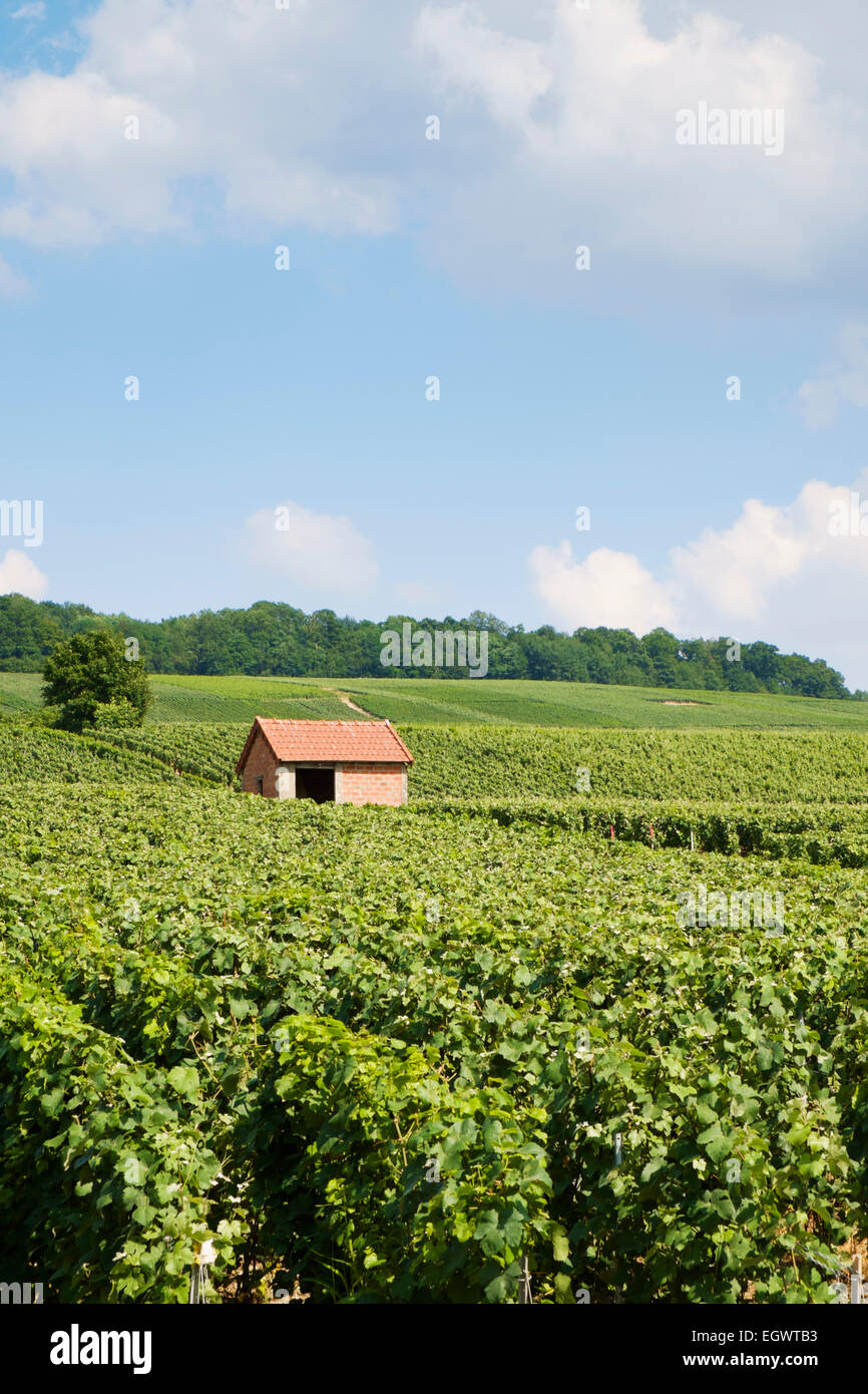 Scheune und Weinberge in der Nähe Festigny Dorf in der Champagne Region, Champagne, Frankreich, Europa Stockfoto