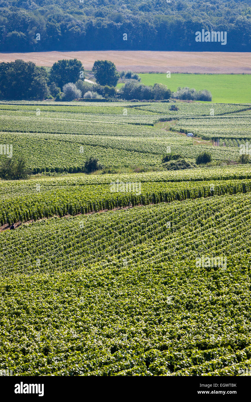 Weinberge in der Champagne, Frankreich, Europa im Sommer Stockfoto