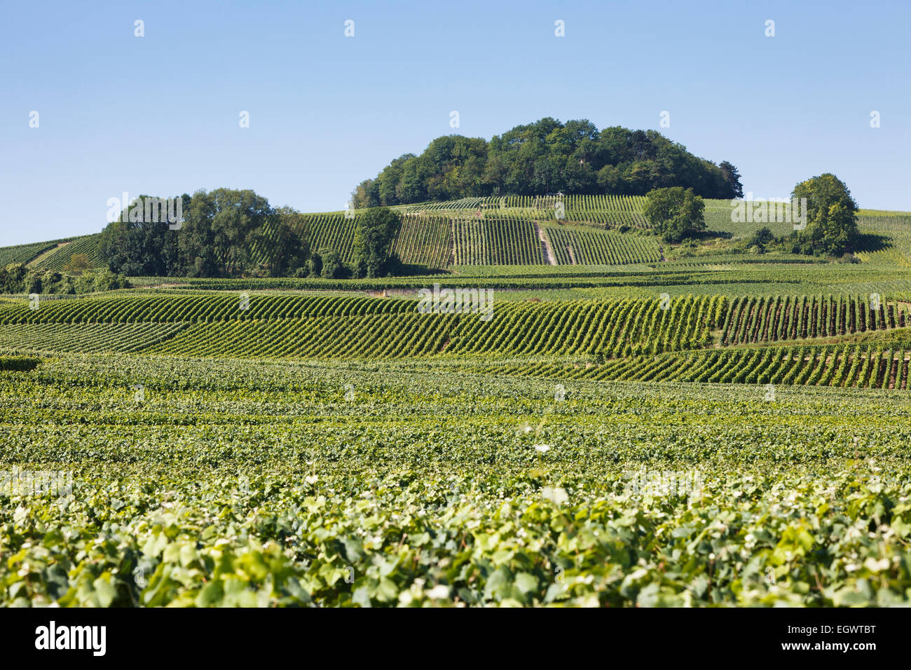 Frankreich, Landschaft - Weinberge auf der Champagne Trail Touristenroute, Champagne, Frankreich, Europa Stockfoto