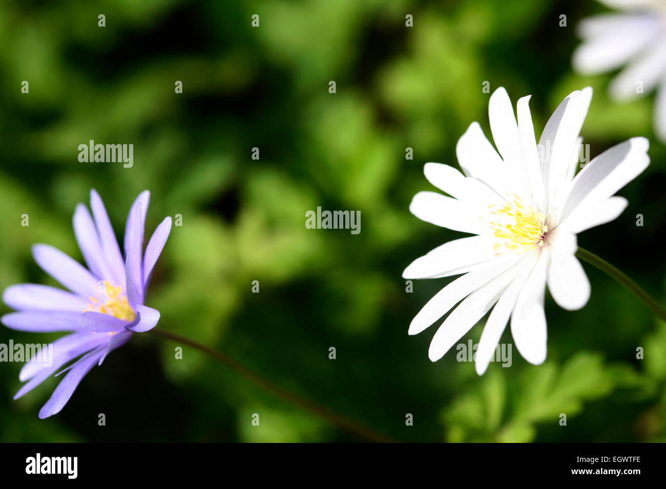 Frühe Blüte Anemone Apenninen weiß und blau, Blumen schöner Daisy-wie Frühling Jane Ann Butler Fotografie JABP740 Stockfoto