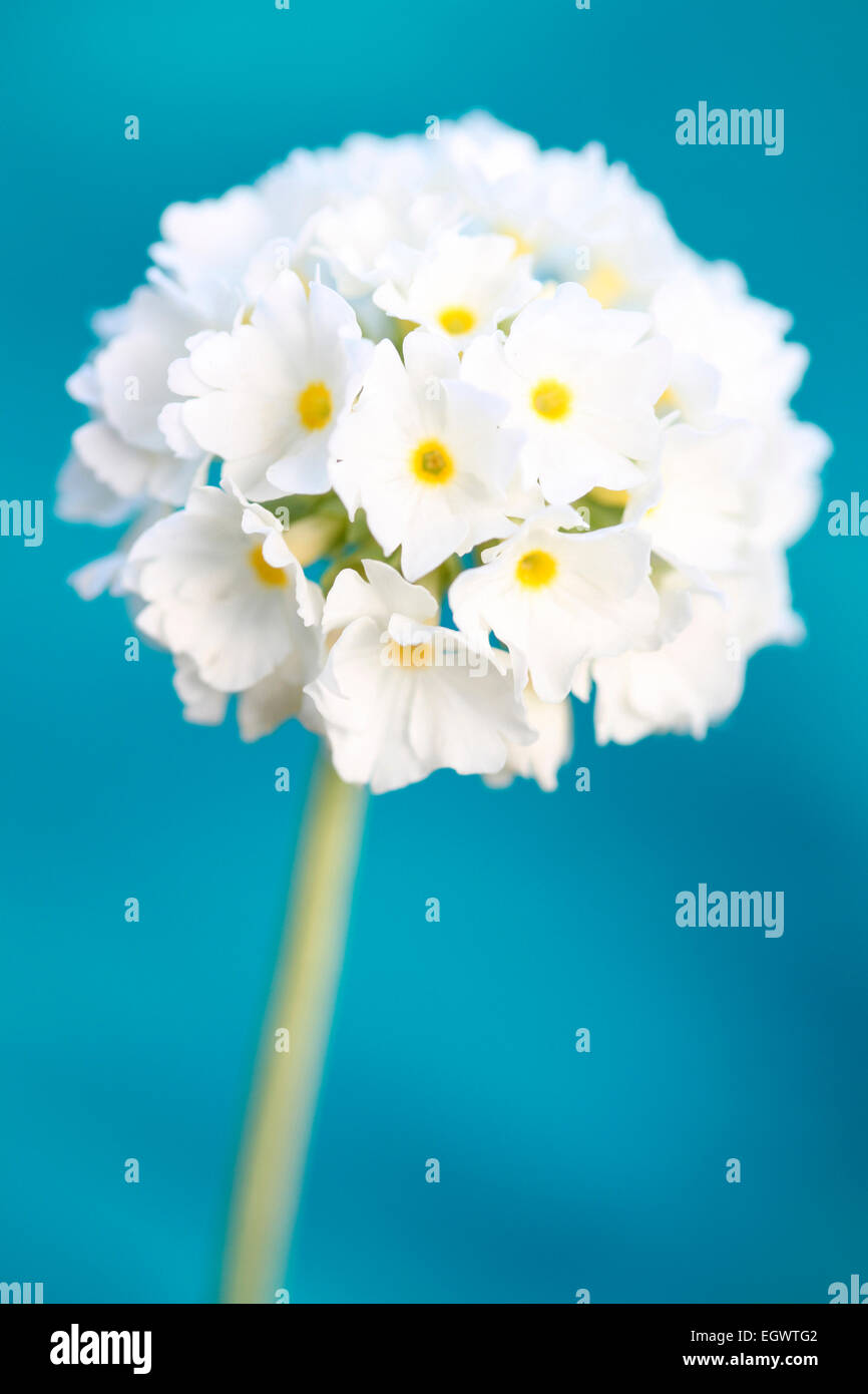 Weich und sanft Drumstick Primrose Jane Ann Butler Fotografie JABP737 Stockfoto