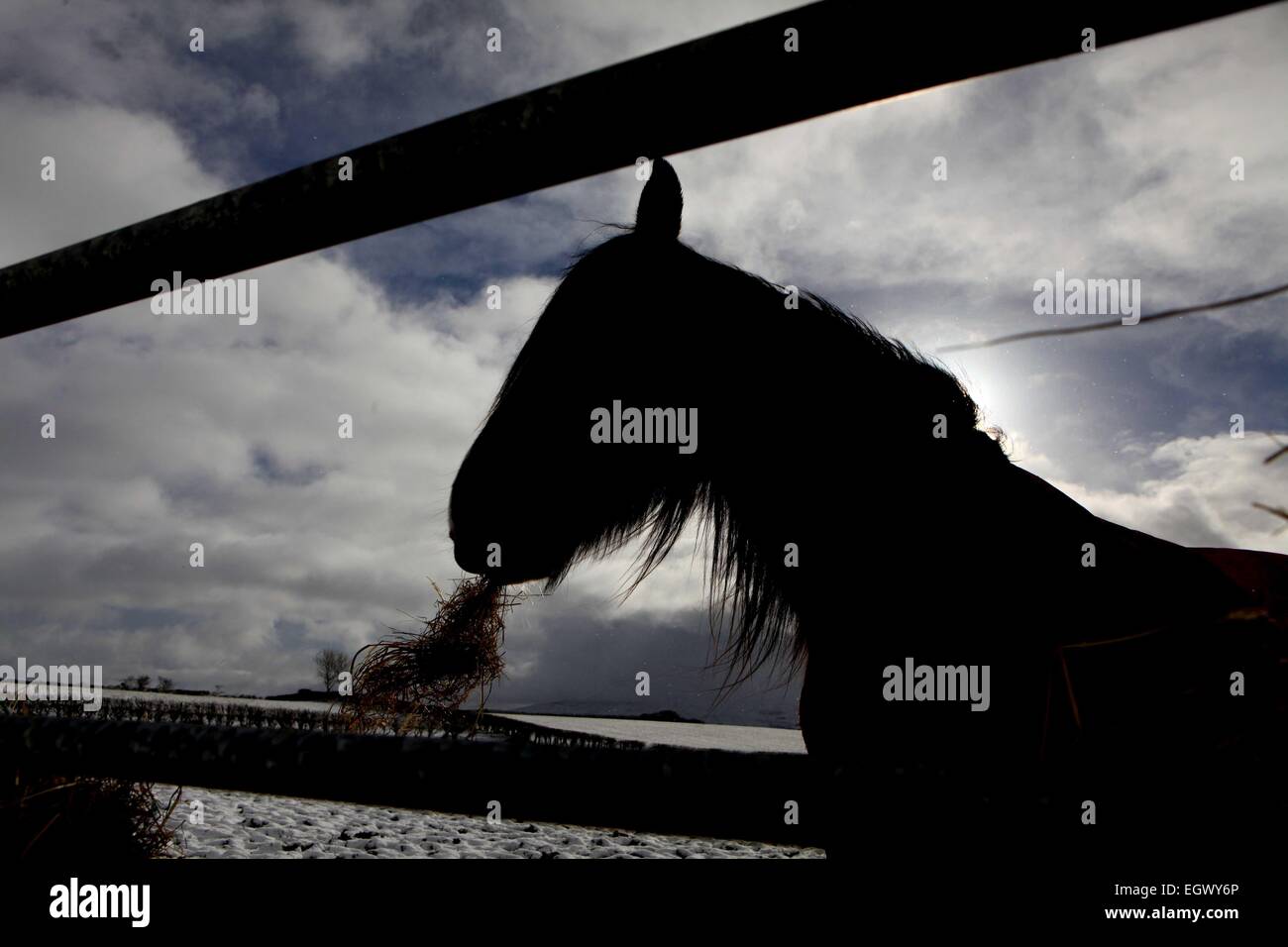 Ballinlea in der Nähe von Ballycastle, Nordirland, Vereinigtes Königreich. 3. März 2015. Ponys im Winterschnee am Dienstag um Ballinlea in der Nähe von Ballycastle. Bildnachweis: Steven McAuley/Alamy Live-Nachrichten Stockfoto