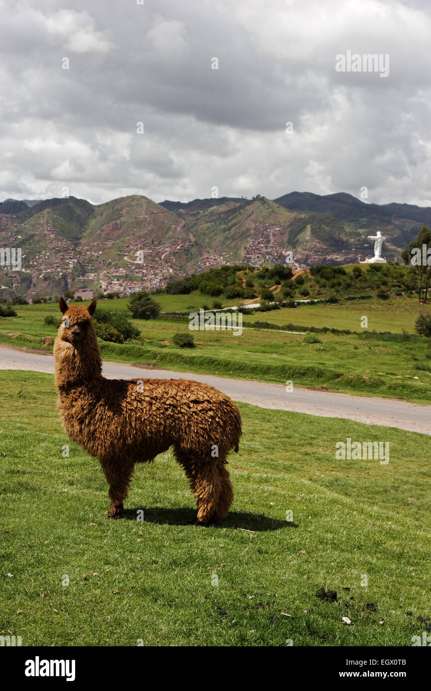 Lamas auf dem Hügel mit Blick auf Skyline von Cusco und die Statue Cristo Blanco in Peru Stockfoto